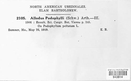 Puccinia podophylli image